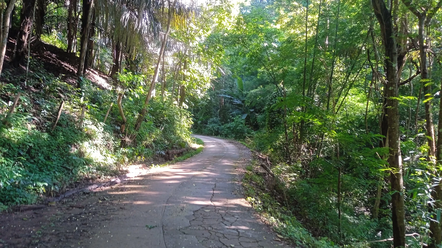 dense jungle are serene and quiet.